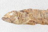 Lower Turonian Fossil Fish - Goulmima, Morocco #72858-1